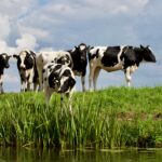 L&rsquo;Évolution des Vaches Laitières : De l&rsquo;Élevage Traditionnel à l&rsquo;Agriculture Moderne